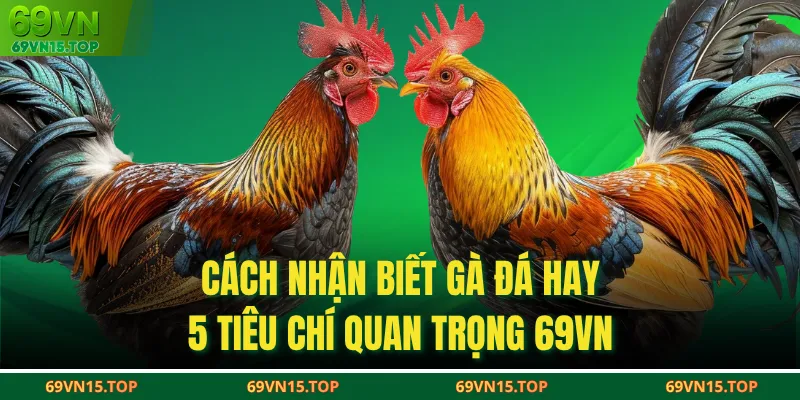 Cách Nhận Biết Gà Đá Hay- 5 Tiêu Chí Quan Trọng 69VN