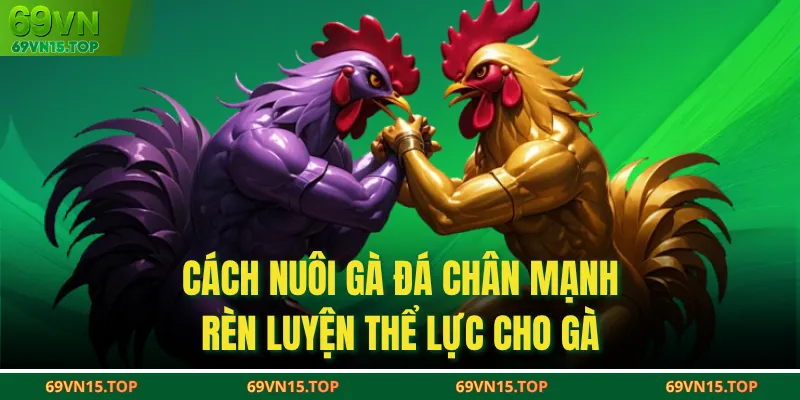 Cách nuôi gà đá chân mạnh rèn luyện thể lực cho gà