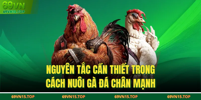 Nguyên tắc cần thiết trong cách nuôi gà đá chân mạnh