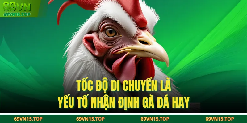Tốc độ di chuyển là yếu tố nhận định gà đá hay