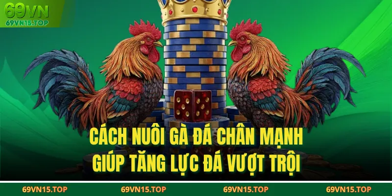 Cách Nuôi Gà Đá Chân Mạnh Giúp Tăng Lực Đá Vượt Trội