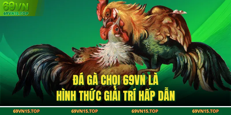 Đá gà chọi 69VN là hình thức giải trí hấp dẫn