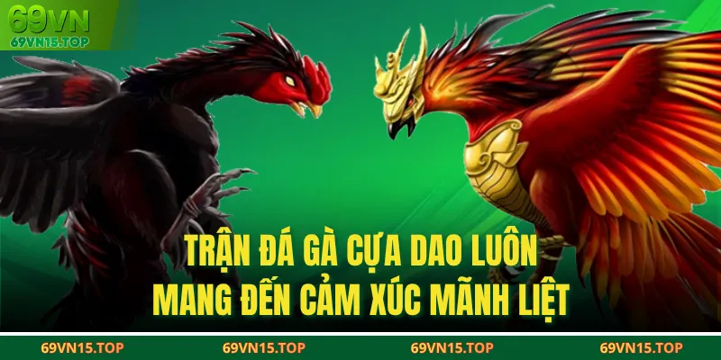 Trận đá gà cựa dao luôn mang đến cảm xúc mãnh liệt